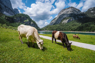 Horses grazing in a field