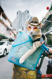 Close-up portrait of cat wearing sunglasses in bicycle basket on road