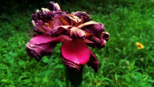 Close-up of flowers blooming outdoors