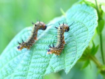 Close-up of insect on leaf