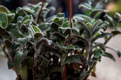 Close-up of potted plant