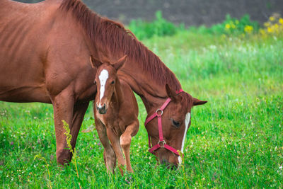 Horse grazing in field