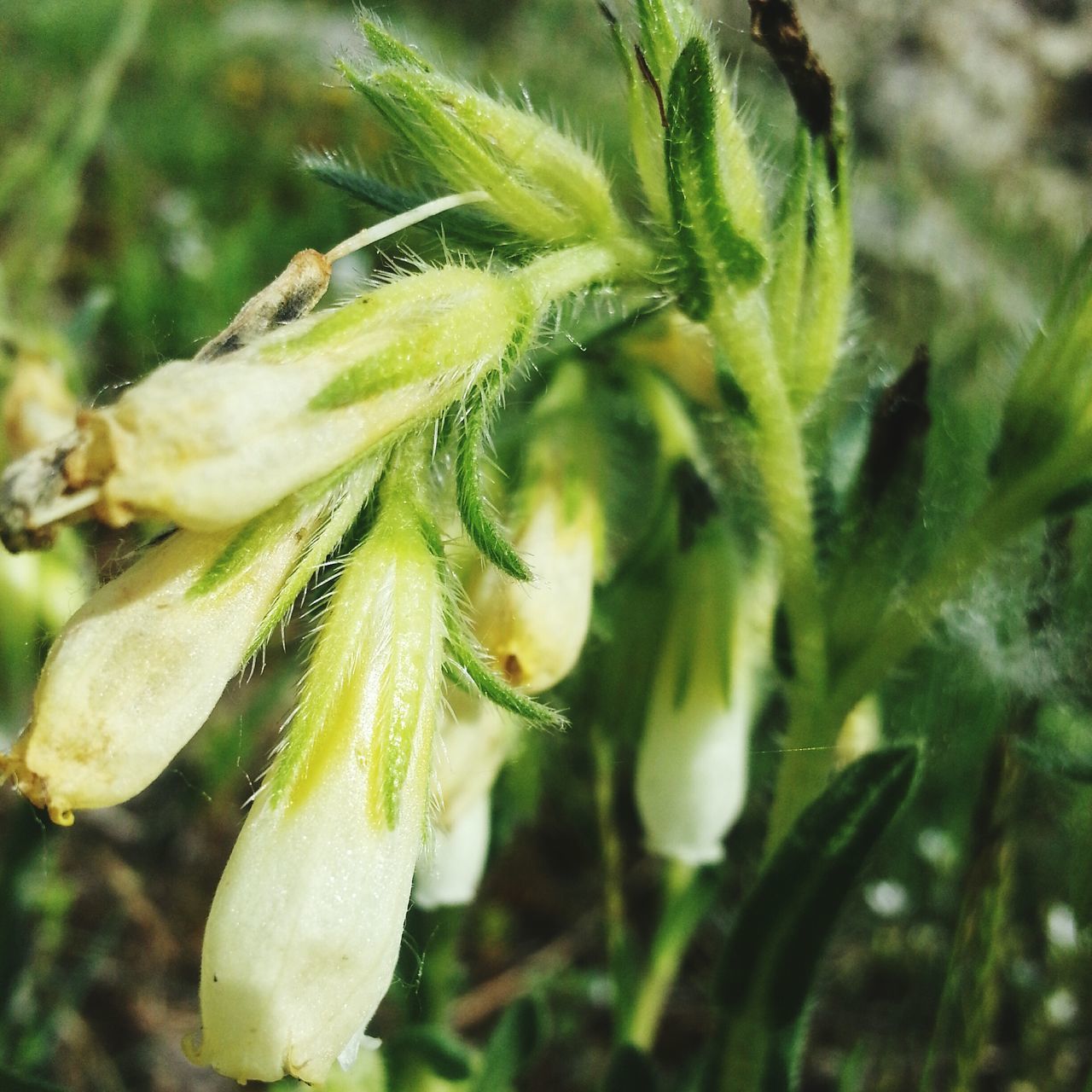 growth, freshness, close-up, focus on foreground, plant, nature, fragility, green color, flower, beauty in nature, bud, selective focus, growing, stem, new life, day, outdoors, leaf, no people, beginnings