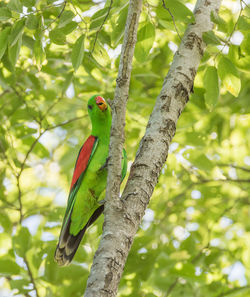 Low angle view of bird perching on tree