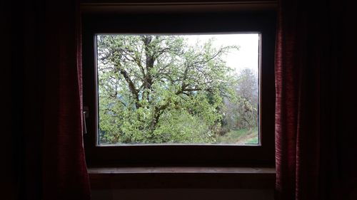 View of trees through window