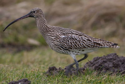 Close-up of a bird on field