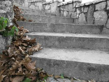 Plant growing on brick wall