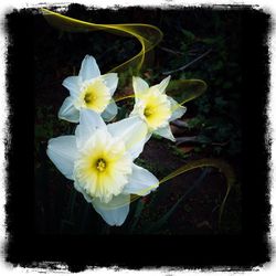 Close-up of white flowers blooming outdoors