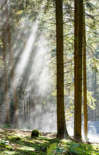 Sunlight streaming through trees in forest