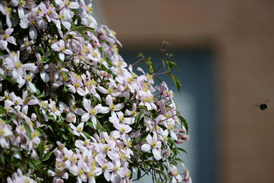 Close-up of white flowers