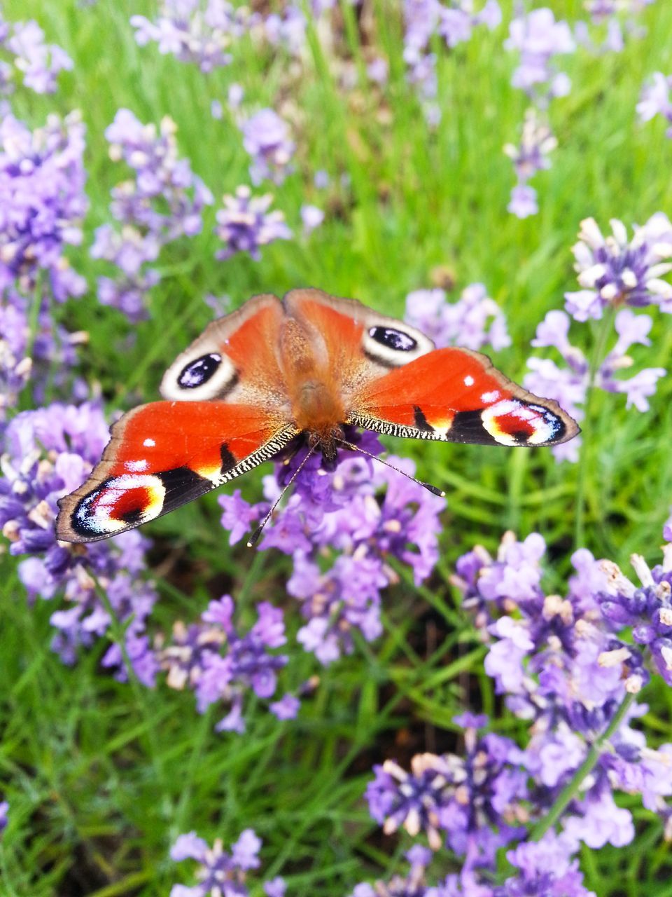 flower, one animal, animal themes, nature, animals in the wild, insect, close-up, beauty in nature, plant, day, no people, growth, animal wildlife, fragility, outdoors, freshness, flower head