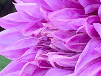 Close-up of pink rose flower