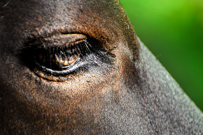 Brown eye bright look