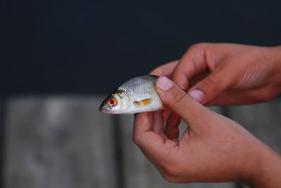 Cropped image of hands holding fish