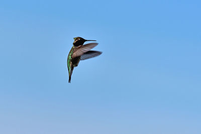 Low angle view of bird flying against clear blue sky