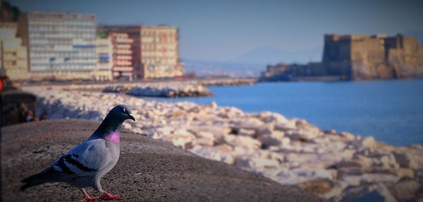 Pigeon perching on rock by sea in city