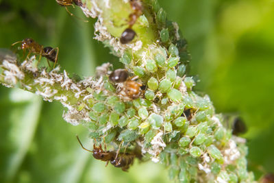Close-up of insect on plant