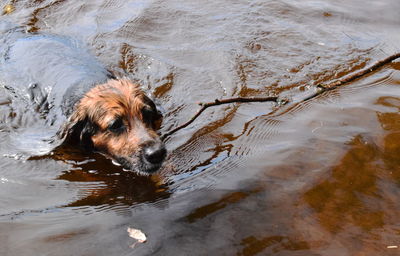 High angle view of dog on beach