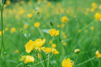 Close-up of yellow flowering plant on field