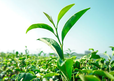 Close-up of plant growing on field against sky