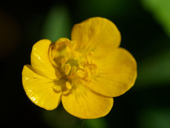 Close-up of yellow flowering plant against black background