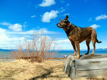 Scenic view of sea against blue sky