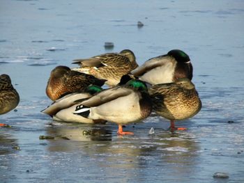 Ducks swimming on lake