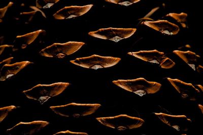 Close-up of leaves over black background