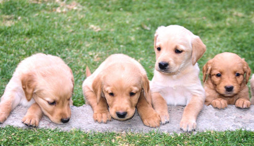 High angle view of golden retriever sitting on grass