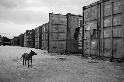 Cat standing in front of built structure