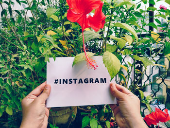 Midsection of person holding pink flower against plants