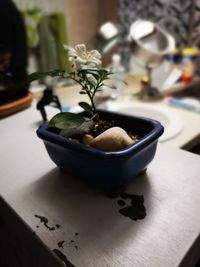 Close-up of potted plant on table