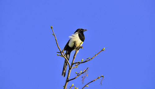 Low angle view of bird perching on branch against blue sky