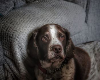 Close-up portrait of dog on sofa