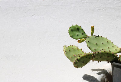 Close-up of succulent plant growing on wall