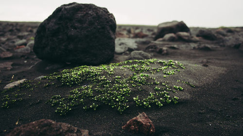 Close-up of rocks on land