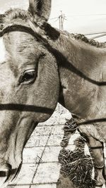 Close-up of horse against sky