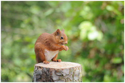 Close-up of squirrel on wooden post