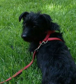 Dog looking away on field