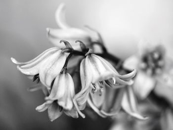 Close-up of flowers blooming outdoors