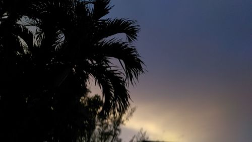 Low angle view of palm trees against clear sky