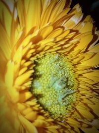 Close-up of sunflower