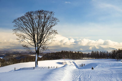 Trees on snow covered landscape