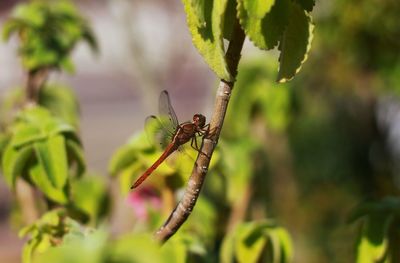 Close-up of spider on web