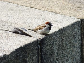 Bird perching on ground