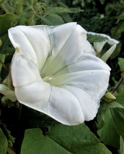 Close-up of white flower