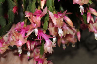 Close-up of pink flowers blooming outdoors