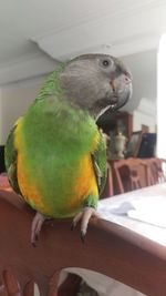 Close-up of parrot perching on table