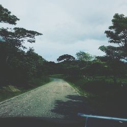 Road passing through forest