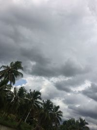 Low angle view of palm trees against sky